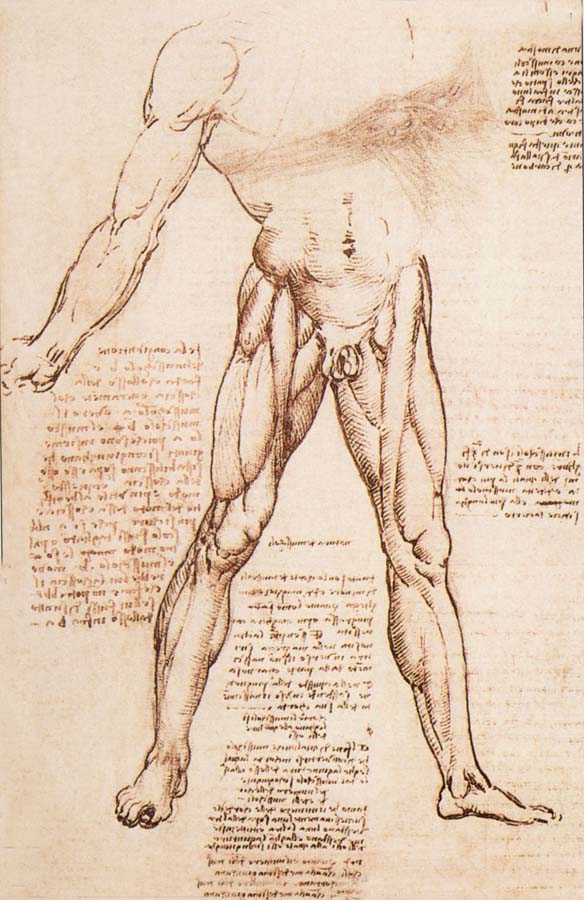 Muscle structure of the thigh